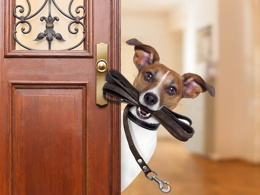 Dog peeking behind a front door holding a leash on its mouth.