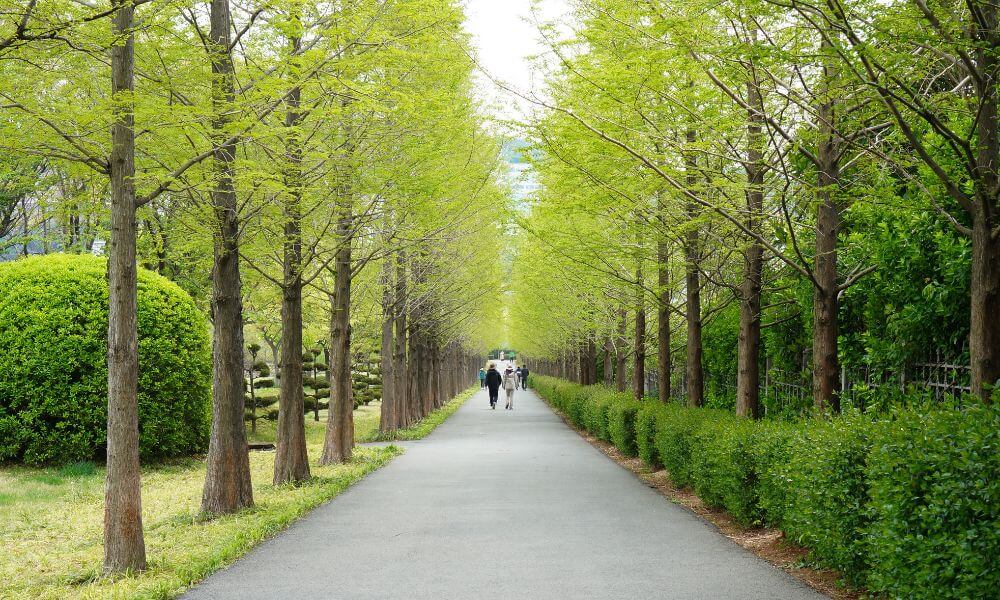 Park path with trees and shrubbery on both sides